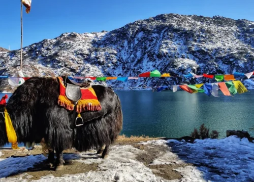 Darjeeling Gangtok Honeymoon Package