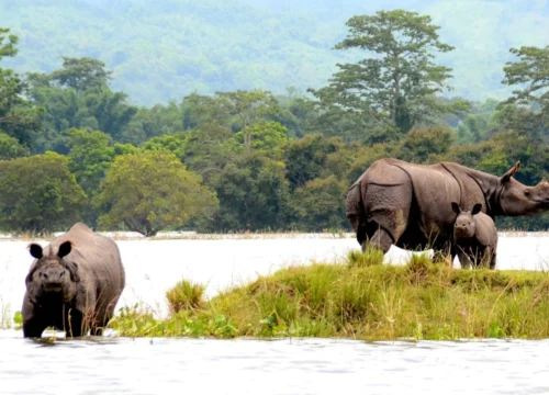 Assam and Meghalaya Tour Package