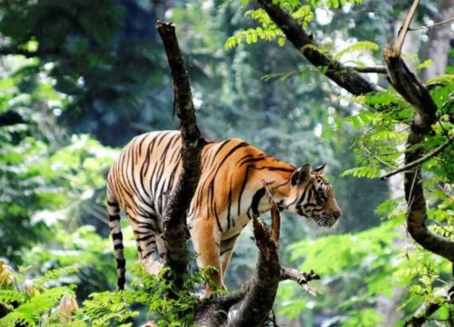 Ultimate Kerala Experience: Tea Plantations to Tiger Reserves